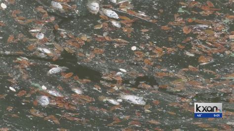 Fish killed by spill in Shoal Creek pile up at dam, City of Austin says it already cleaned up